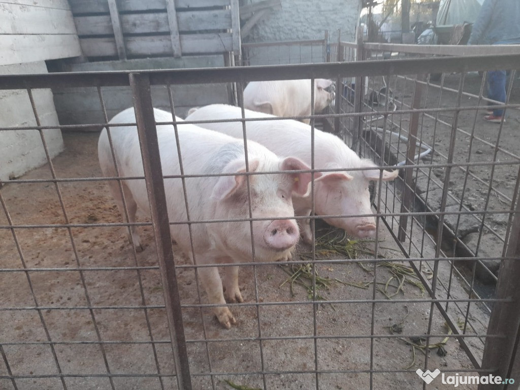 Porci