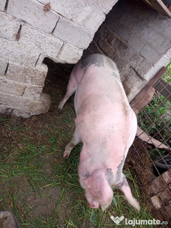 Porc mare pentru sacrificat