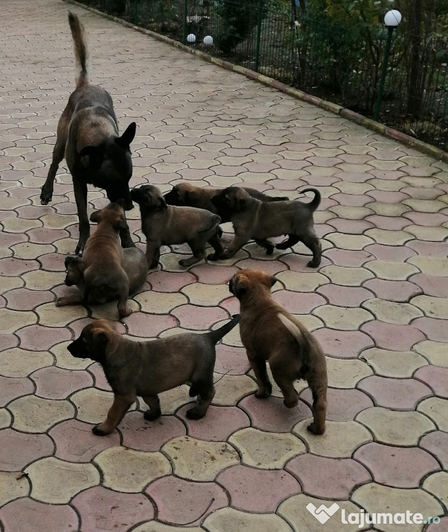 Ciobănesc belgian malinois