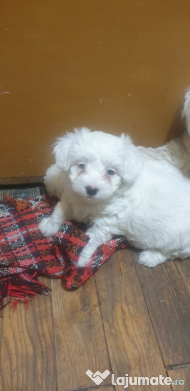Bichon Maltez