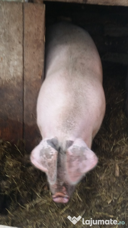 Porc 270-300 kg