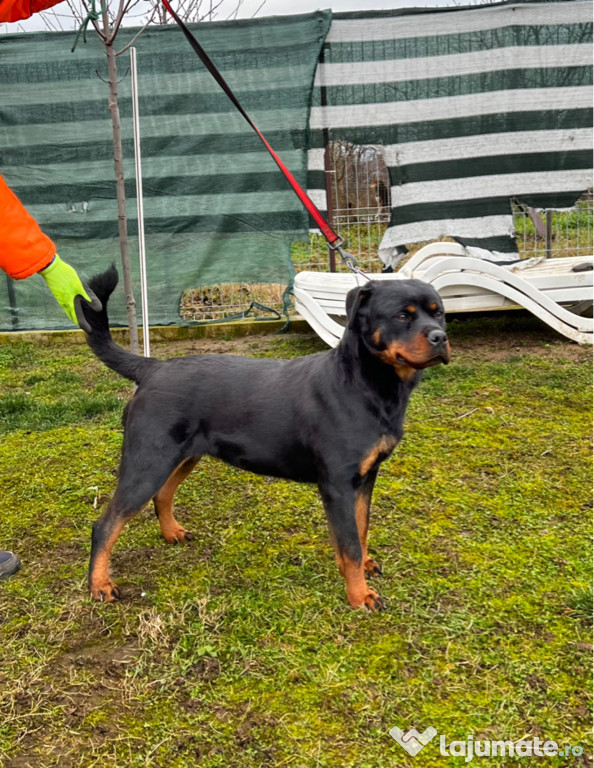 Femela Rottweiler cu pedigree