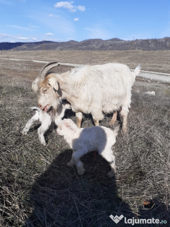 Iezi de doi de la capre bune de lapte