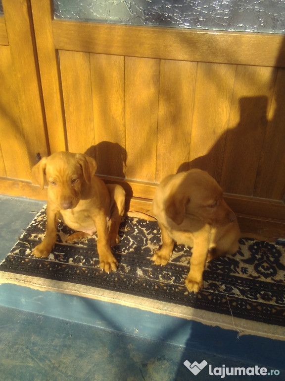 Vizsla maghiar