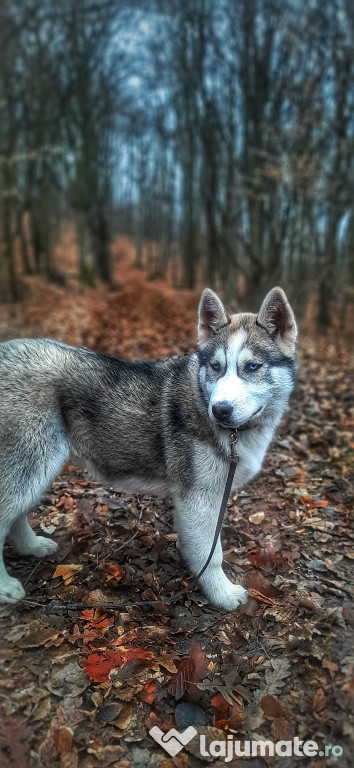 Husky Siberian