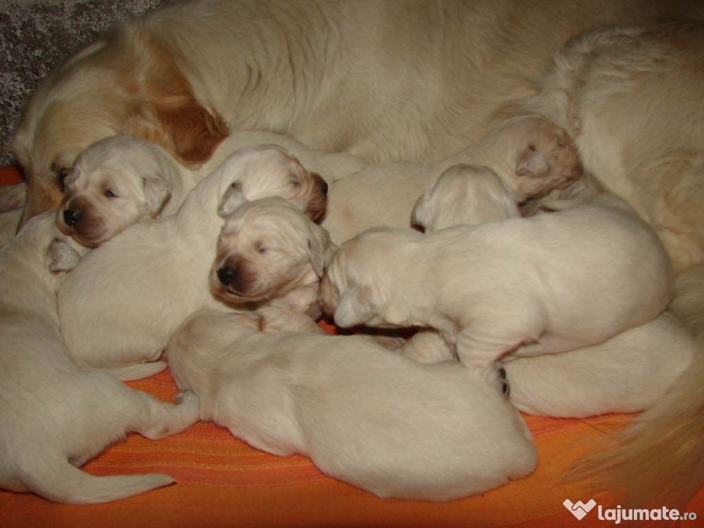 Pui Golden Retriever