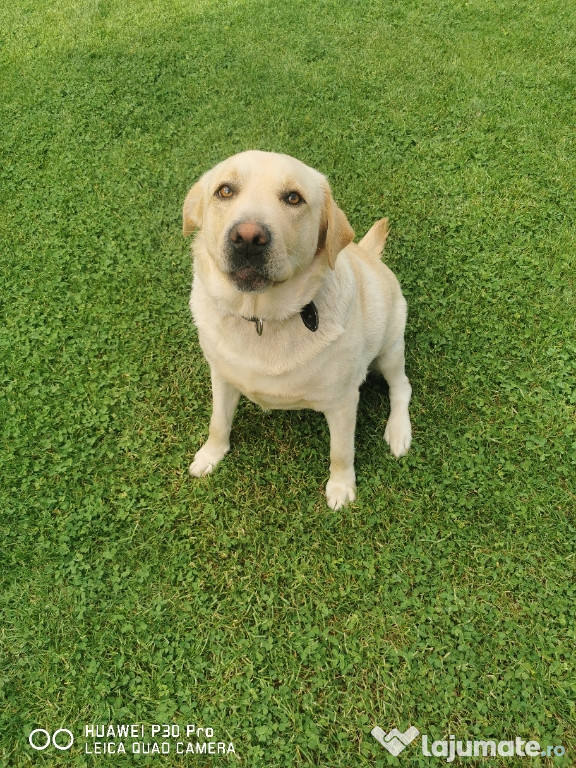 Labrador Retriever