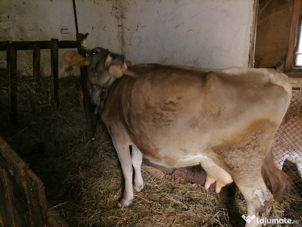 Vacă (10 ani) + vitel(2 luni)