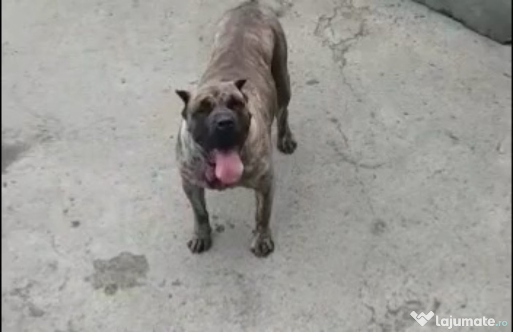 Femela Presa canario