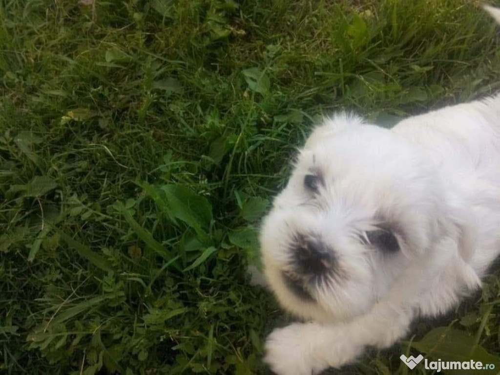 Pui bichon maltese