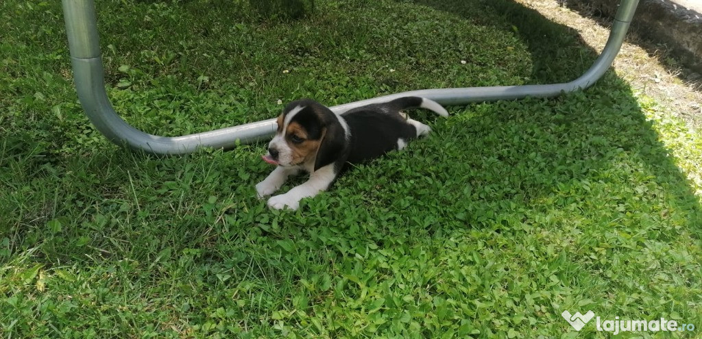 Beagle - cățelușii jucăuși