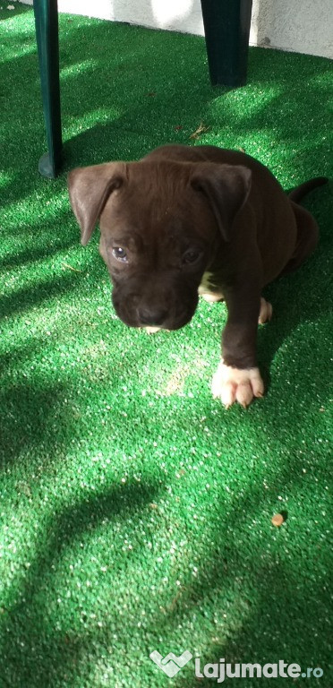 Amstaff blue tip bully