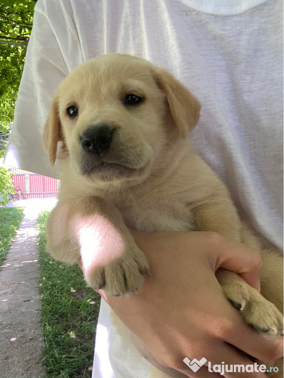 Labrador Retriever