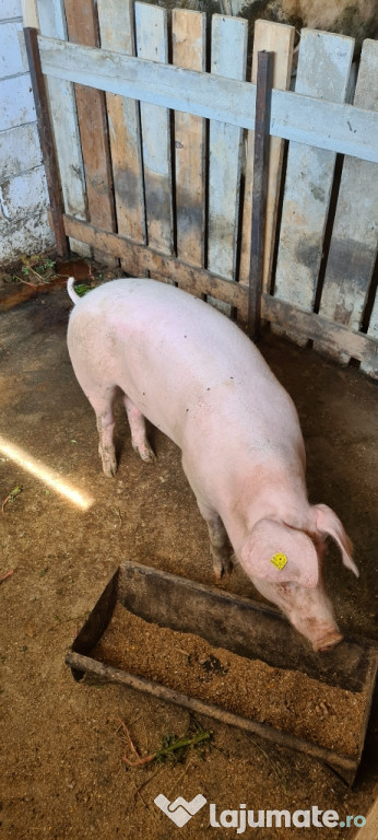 Porc marele Alb