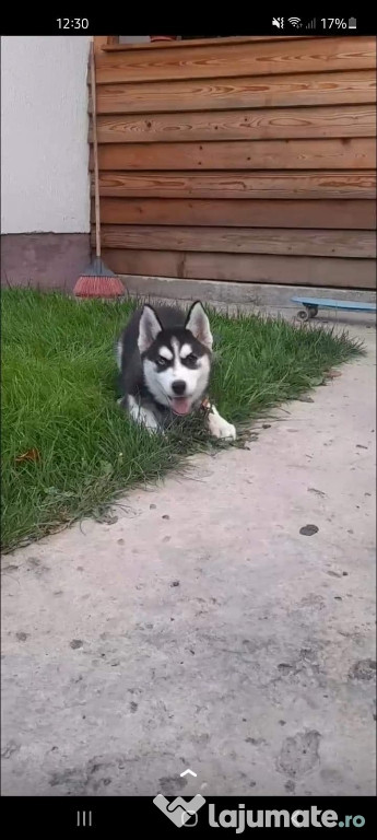 Cățelușa husky