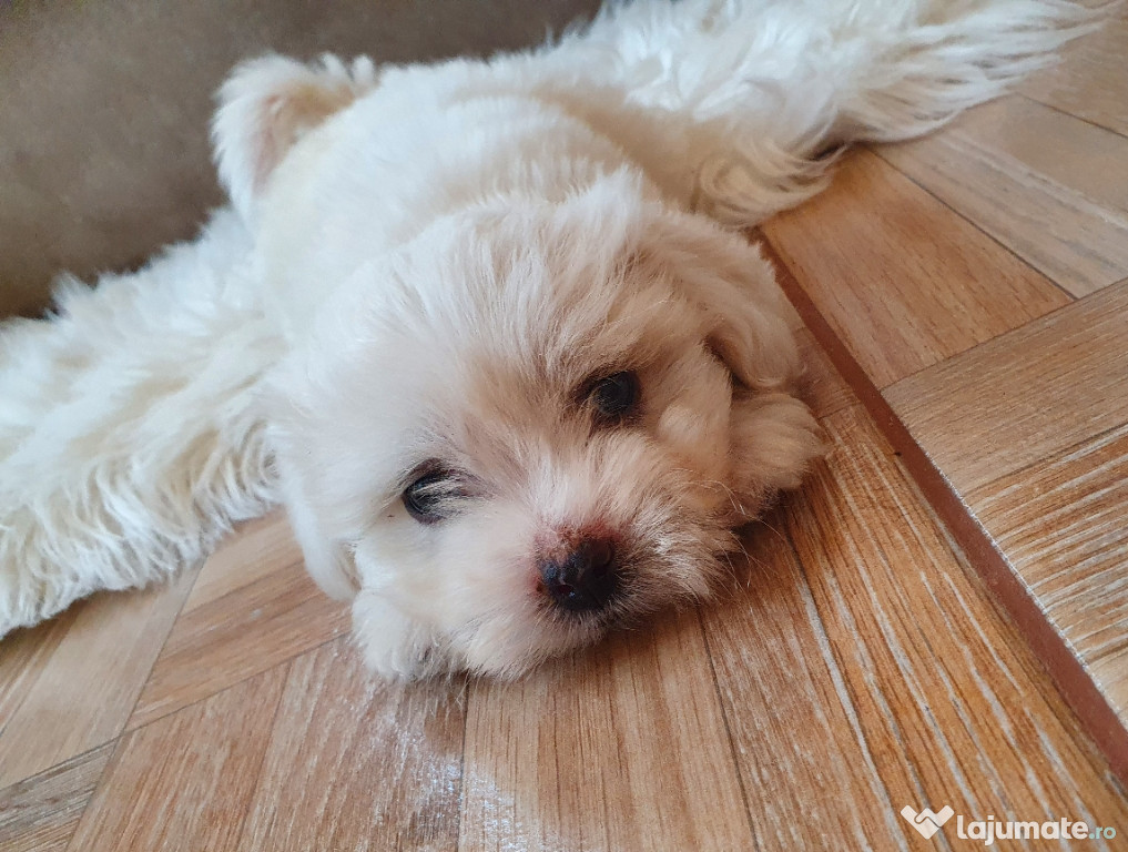 Puiuti Shih Tzu