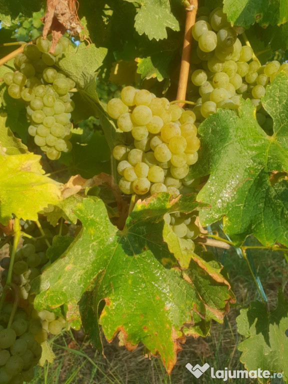 Struguri de vin - Otonel Sauvignon Cabernet Merlot Feteasca