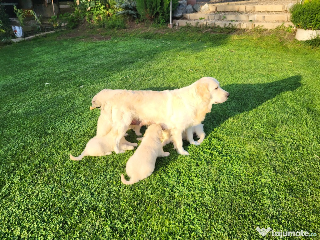 Căței Golden Retriever