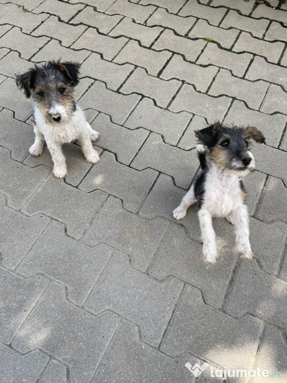 Fox Terrier