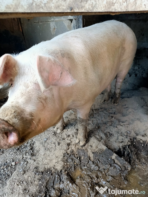 Porc landrace danez peste 200kg în viu