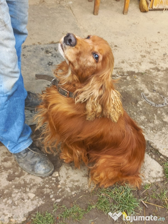 Cocheri spaniel