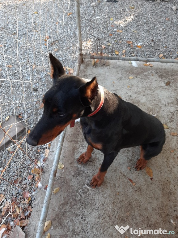 Caine rasa Doberman