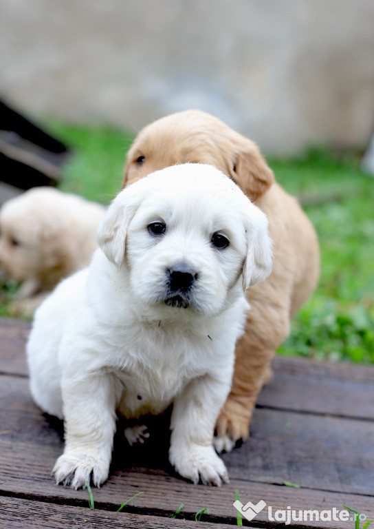 Pui golden retriever