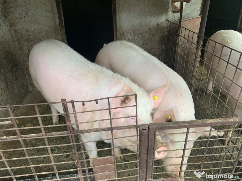 Porc Rasa de carne