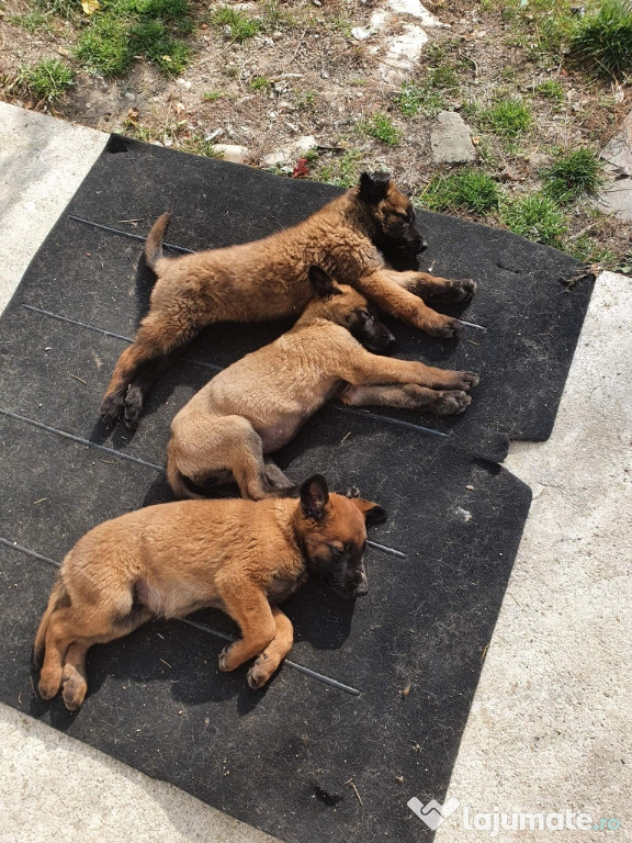 Căței ciobănesc belgian malinois