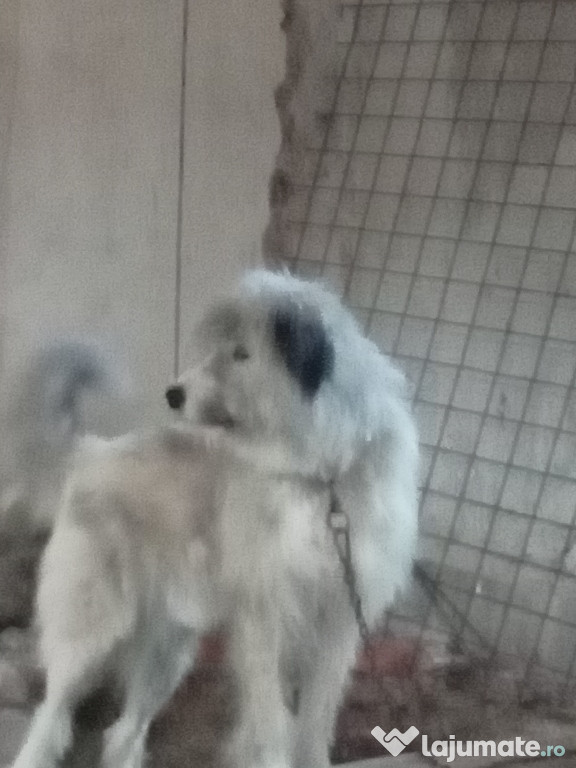 Vând câine ciobănesc