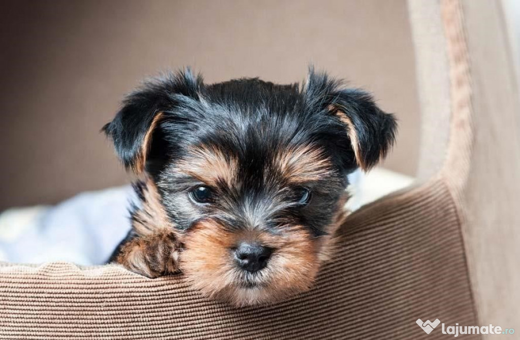 Yorkshire terrier vaccinați și deparazitați