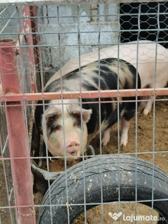 Porci de vanzare