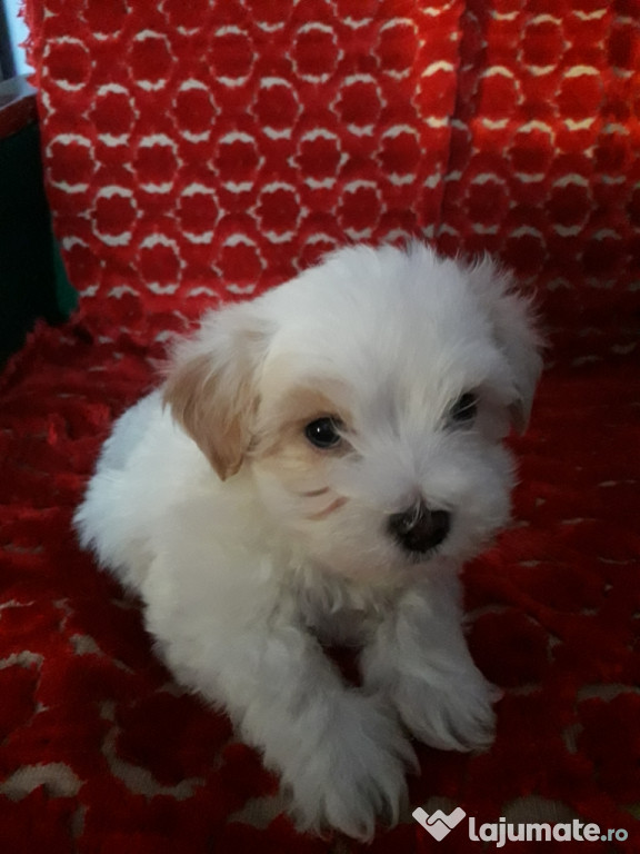 Bichon maltez