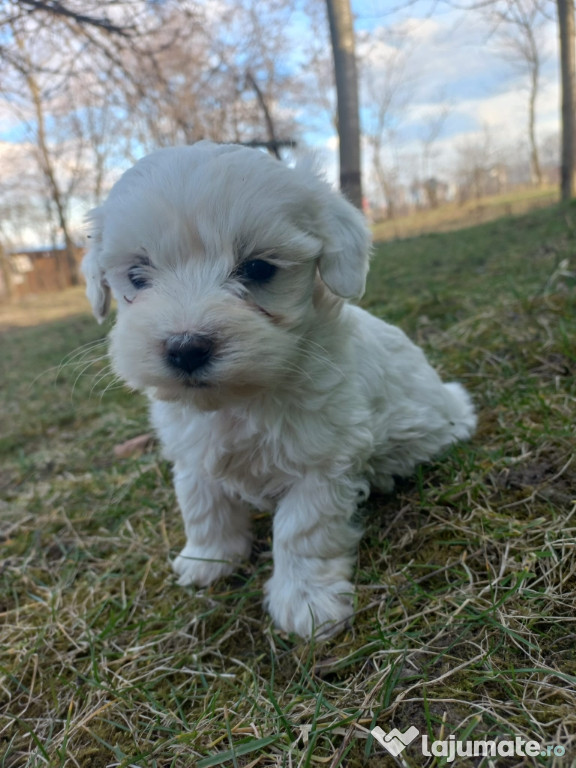 Bichon Maltez de talie mică