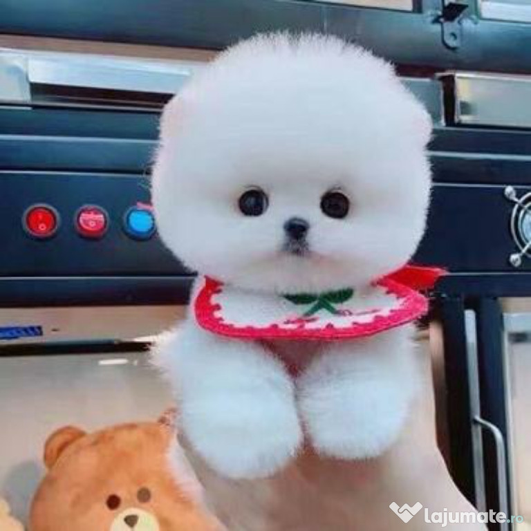 Pomeranian Ursuleț