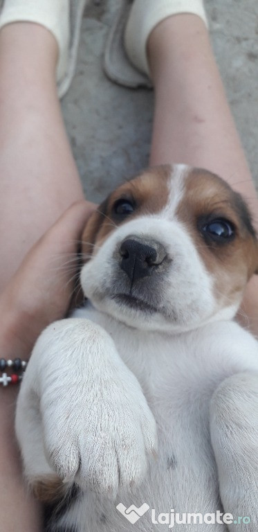 Beagle tricolor