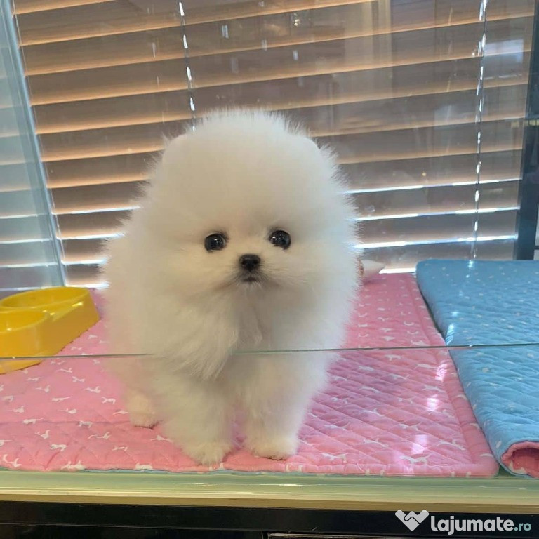 Căței Pomeranian