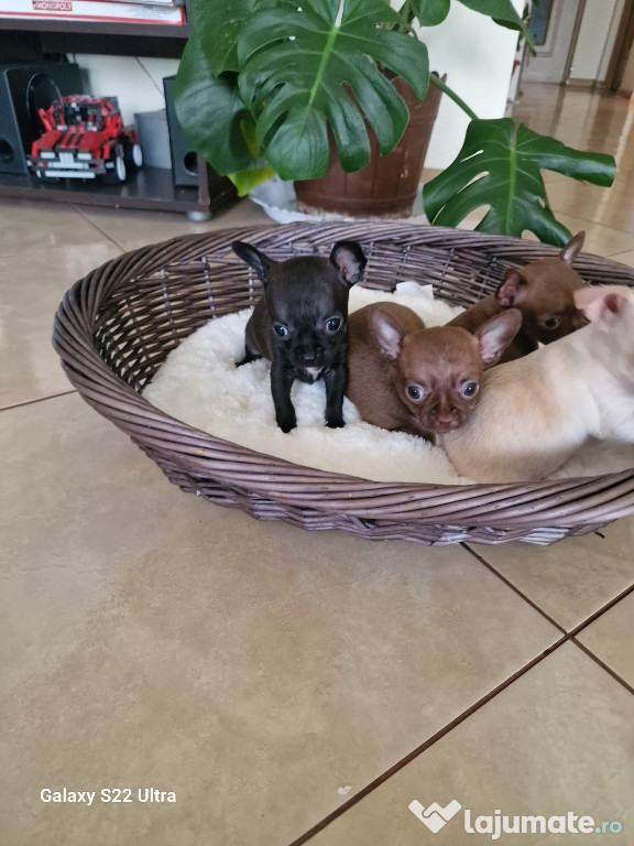 Chihuahua 2 luni