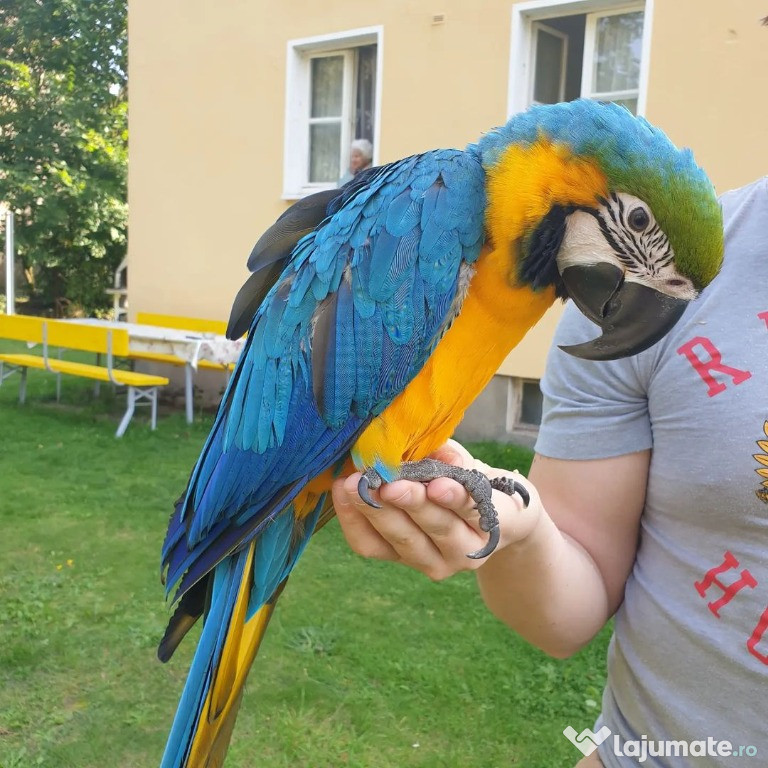 Papagal macaw stacojiu