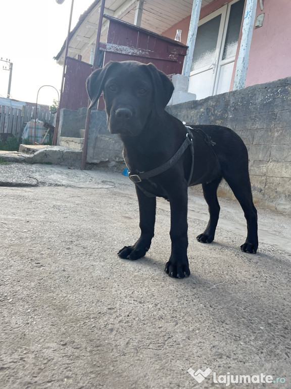 Pui mascul Labrador Retriever