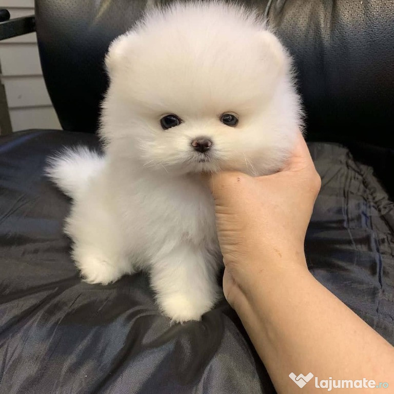 Căței Pomeranian whatsapp +37129266855