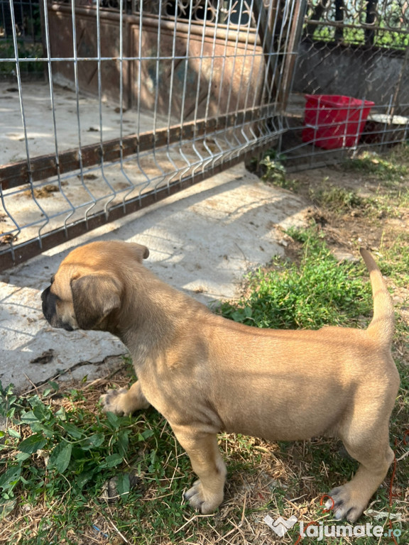 Vand catei presa canario cu amstaff