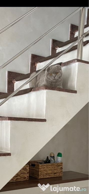 Caut Femelă din rasa British ShortHair pentru împerechere