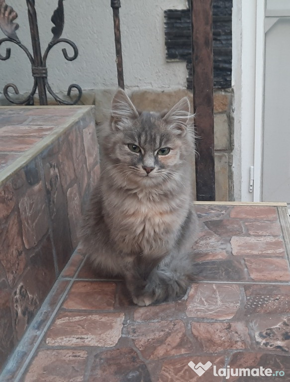 Pui de pisică (fetiță) de rasă Maine Coon.