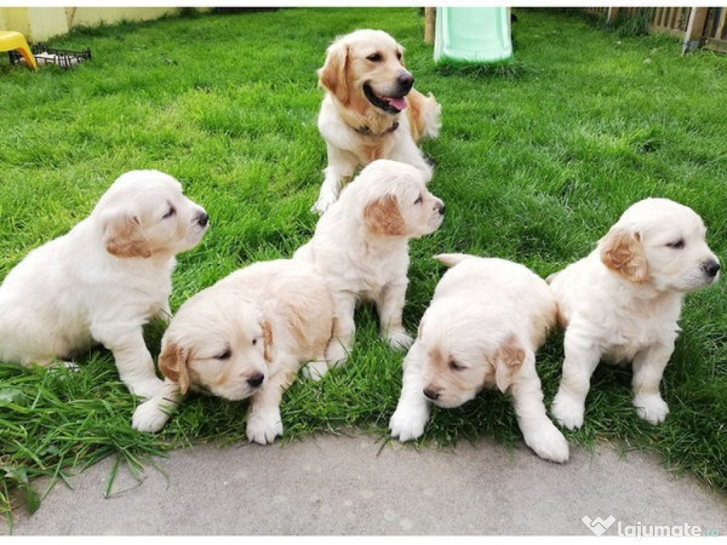 Căței Golden Retriever