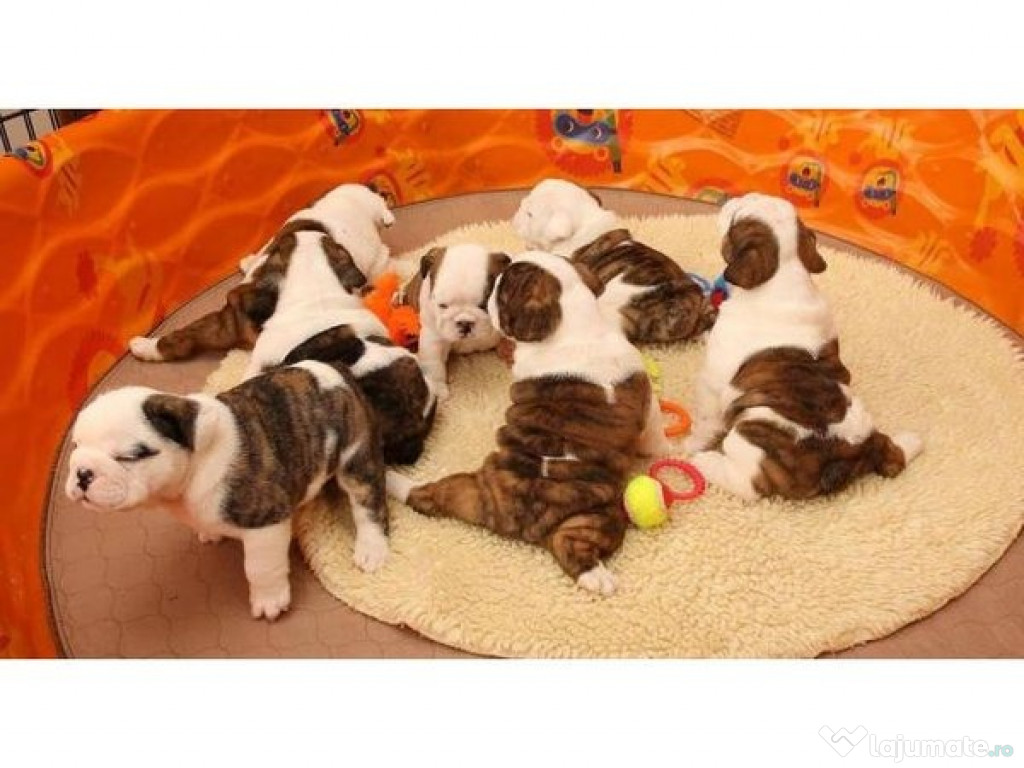Femele și masculi Bulldog Englez