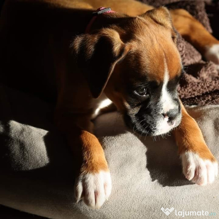 Puși Boxer disponibili acum gata