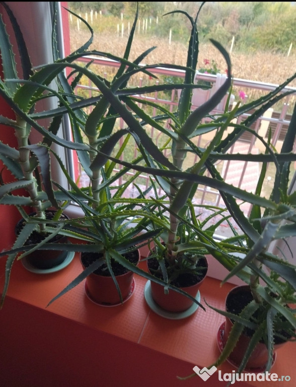 Aloe Vera Medicinală