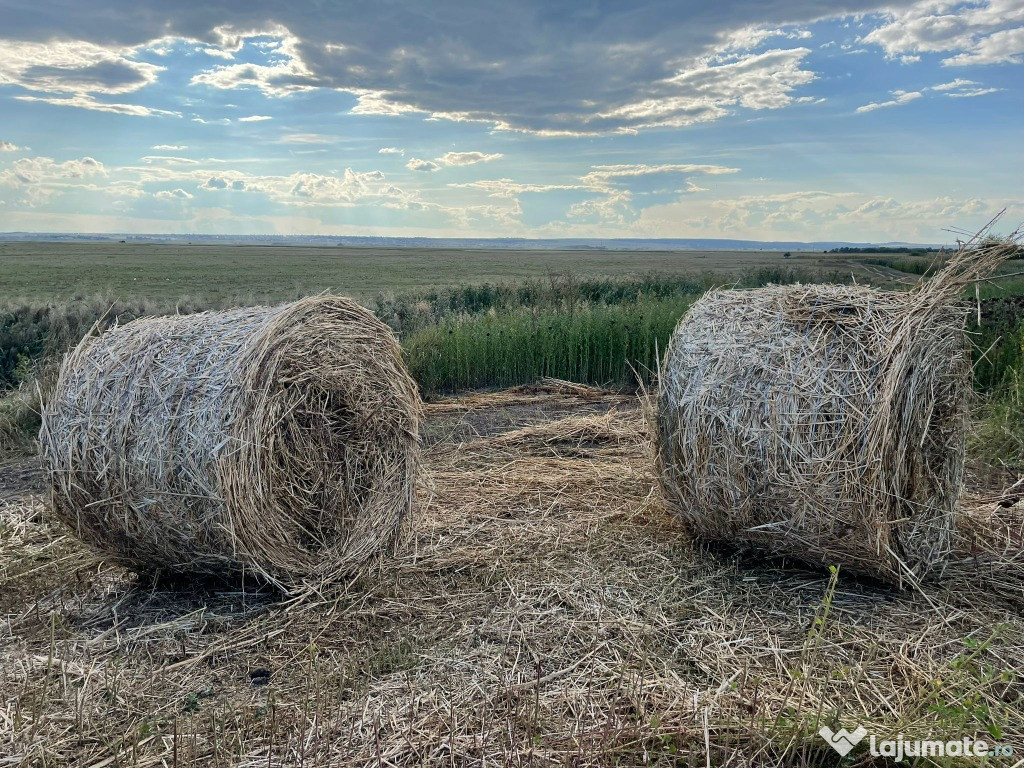 Baloti rotunzi de lucerna cu buruian coasa 1, anul 1 din agricultura