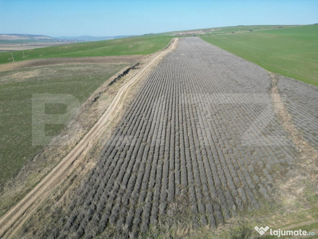 Teren de 4.5ha pretabil pentru panouri fotovoltaice, Dobrova